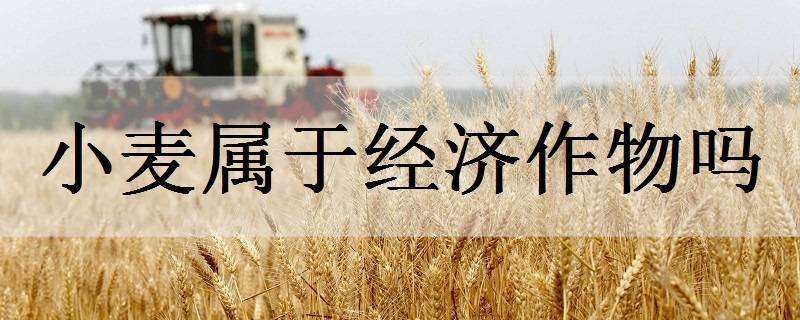 小麦属于经济作物吗（小麦是经济作物吗）