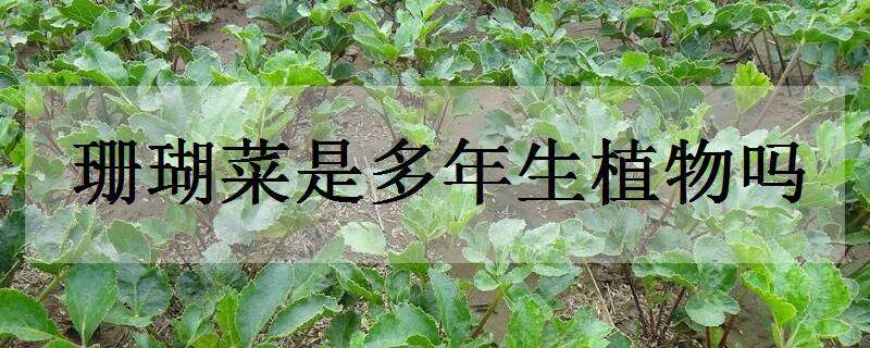 珊瑚菜是多年生植物吗（珊瑚菜是什么科植物）