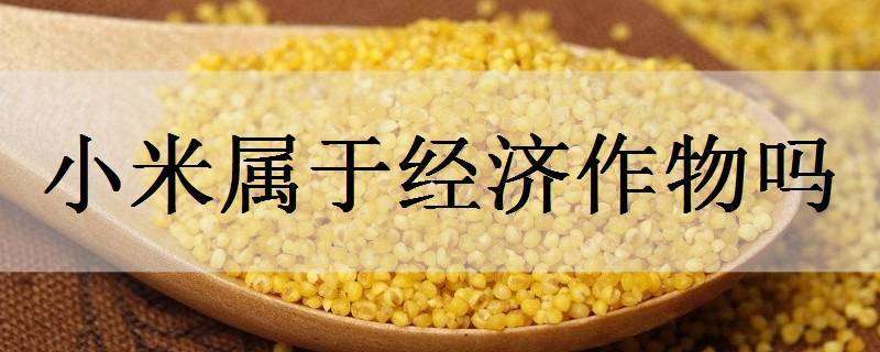 小米属于经济作物吗（小米是农作物吗）
