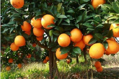 冰糖橙和脐橙哪个营养好 冰糖橙和脐橙哪个营养价值更高