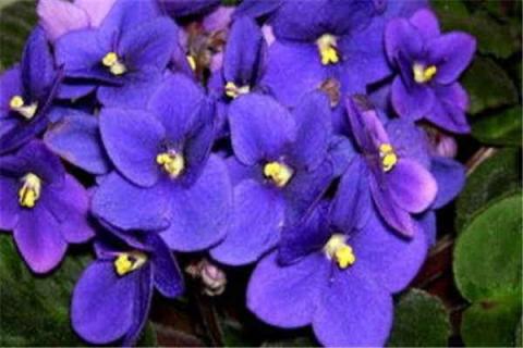 紫罗兰怎么养才能更茂盛 