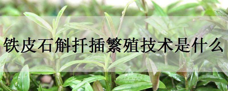 铁皮石斛扦插繁殖技术是什么（铁皮石斛扦插繁殖技术是什么意思）