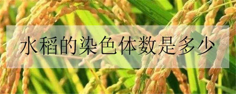 水稻的染色体数是多少 水稻体细胞染色体数目