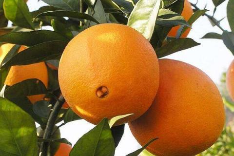 脐橙怎么保存得更久 可以冷藏储存吗