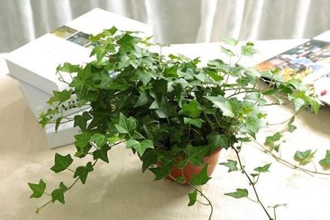 常春藤怎么养能爆盆 常春藤怎么养能爆盆呢