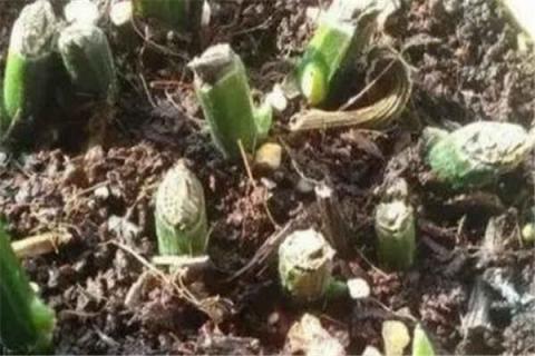 燕尾竹的养殖方法（燕尾竹的养殖方法和注意事项）