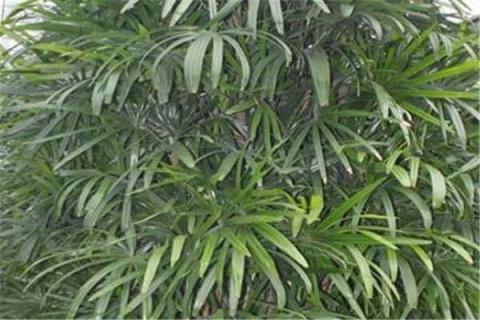 家里为什么不宜栽棕竹 棕竹怎么养才能更旺盛