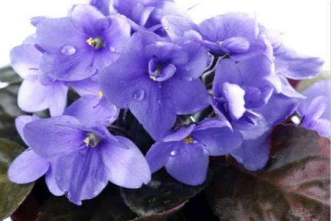 紫罗兰什么时候开花（紫罗兰什么时候开花?）