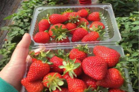 鲜草莓怎么保存时间长 鲜草莓怎么保存时间长一点
