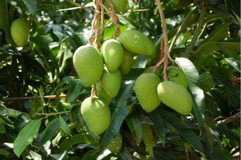 芒果是热性还是凉性（芒果是热性还是凉性的作用和功效）