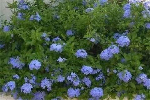 花期长耐热植物（花期长耐热耐寒又好养的树）