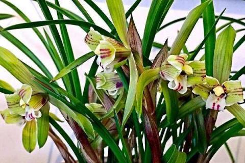 木炭栽兰花要怎么处理（木炭种兰花怎么处理）