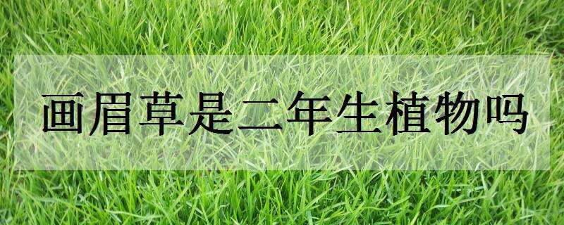 画眉草是二年生植物吗 画眉草是二年生植物吗