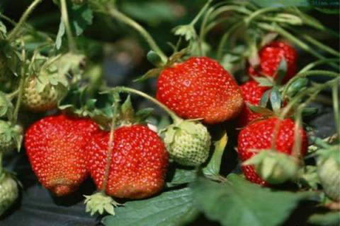 白草莓是什么草莓？白草莓和红草莓哪个好吃？