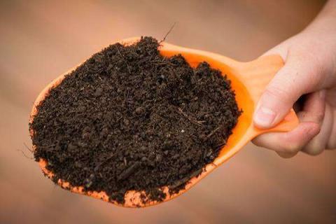 土壤杀虫卵的最好方法是什么