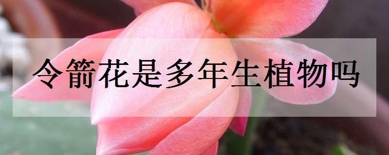 令箭花是多年生植物吗 令箭花是多年生植物吗图片