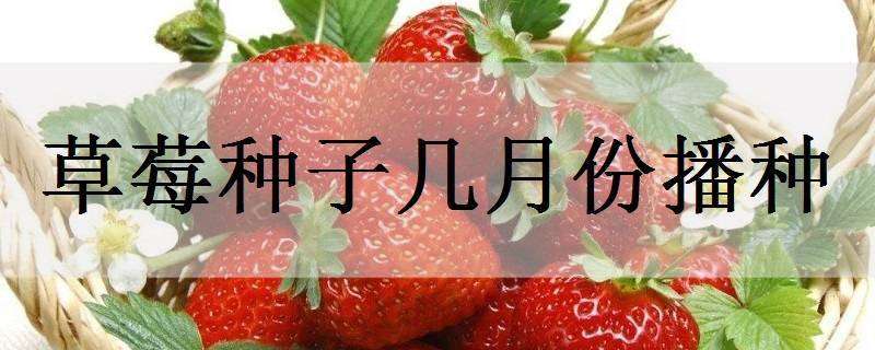 草莓种子几月份播种 草莓种子播种时间