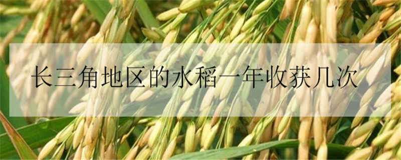 长三角地区的水稻一年收获几次 长江三角洲发展水稻种植的条件有哪些