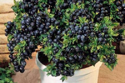 蓝莓的营养价值及营养成分 蓝莓的营养成分和功效