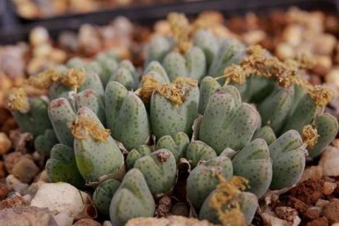 肉锥夏季如何养护 肉锥夏季如何养护好