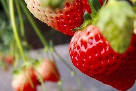 什么时间吃草莓最佳 什么时候吃草莓最便宜