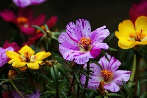 四季常开的室内盆花 四季常开的室内盆花品种