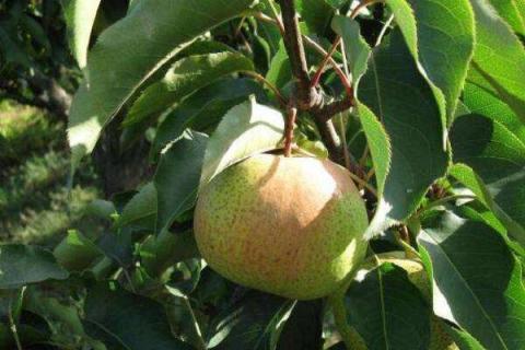 苹果梨的营养价值及营养成分（苹果梨是什么?）