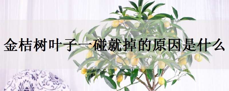 金桔树叶子一碰就掉的原因是什么 金桔树叶子掉落是怎么回事