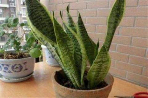 虎尾兰怎么养才能爆盆 虎尾兰怎么养才能爆盆视频