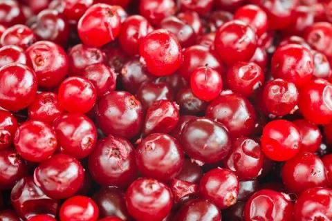 蔓越莓有什么营养价值和功效及食用方法禁忌