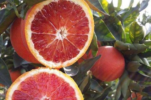 血橙的营养价值及营养成分 血橙的营养价值是什么