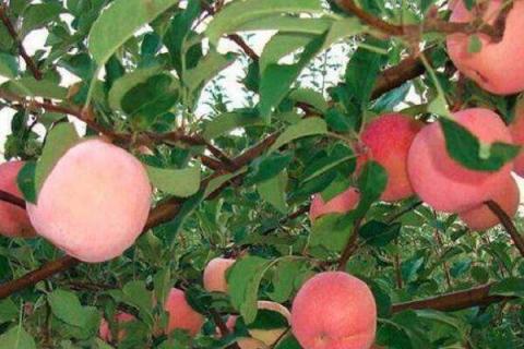 国光苹果的营养价值及营养成分 国光苹果的口感及营养