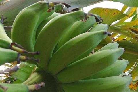 仙人蕉的营养价值及营养成分 仙人蕉特点