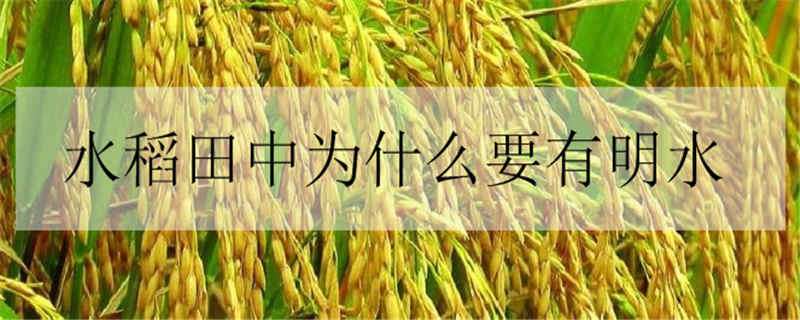 水稻田中为什么要有明水 水稻田没有水