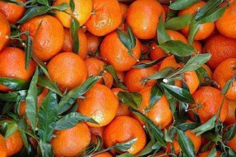 柑橘和桔子有什么区别 两者有什么联系