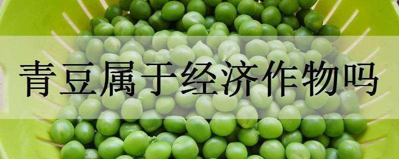 青豆属于经济作物吗