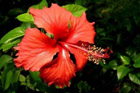 扶桑花新叶发黄是怎么回事（扶桑花叶子黄了是怎么回事）