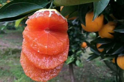 红橙的营养价值及营养成分 什么是红橙