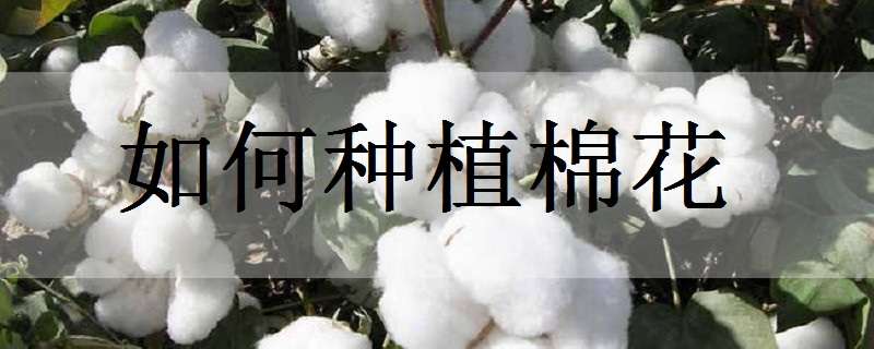 如何种植棉花 如何种植棉花迷你世界