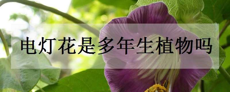 电灯花是多年生植物吗（电灯花是多年生植物吗图片）