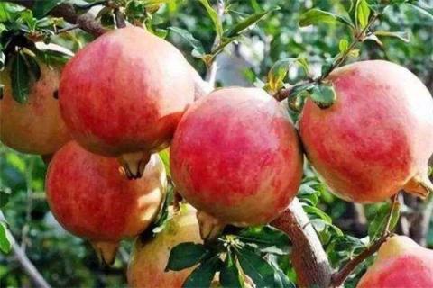 突尼斯石榴苗如何分辨 突尼斯石榴树苗如何鉴别