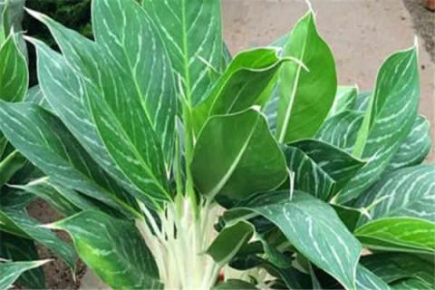 白雪公主万年青怎么养才能爆盆 白雪公主万年青怎么养才能爆盆呢