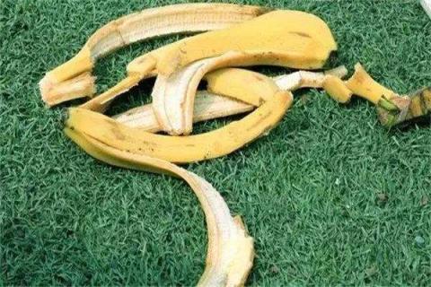 香蕉皮花肥适合哪些花