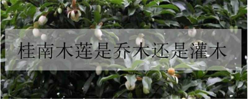 桂南木莲是乔木还是灌木（桂花是木本植物）