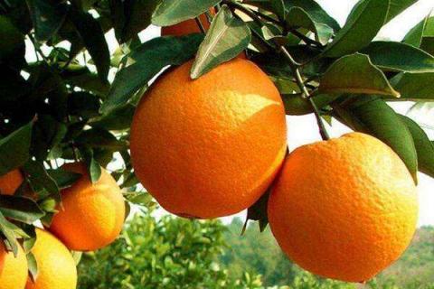 橙子是碱性水果还是酸性水果 橙子是碱性的水果吗