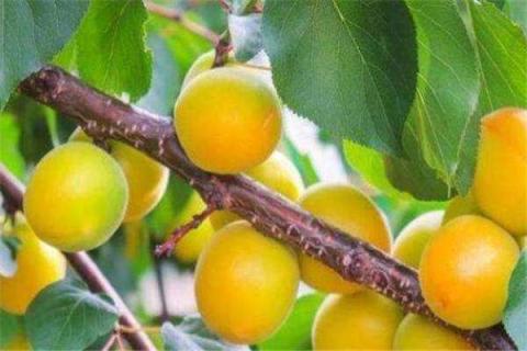 杏树扦插选择几年生枝条（杏树枝条可以扦插吗?）