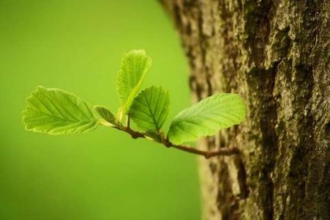 植物水浇多了烂根怎么补救