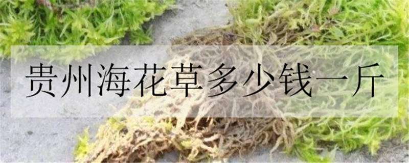 贵州海花草多少钱一斤 海花草多少钱一吨