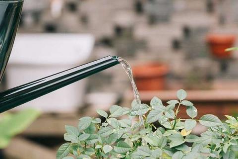 植物浇水过多叶片症状有哪些