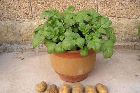 家庭花盆种土豆的方法（花盆种土豆的方法和步骤）